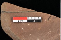 Foto (Detailansicht) von Poacites ? sp. (NHMW-GEO-2024-0188-0385)